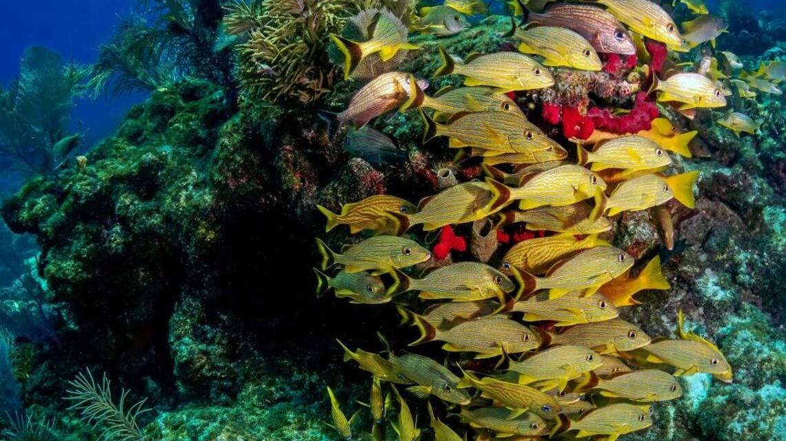 Feds call for 8 no-fishing zones in Keys to protect coral reef | Miami ...