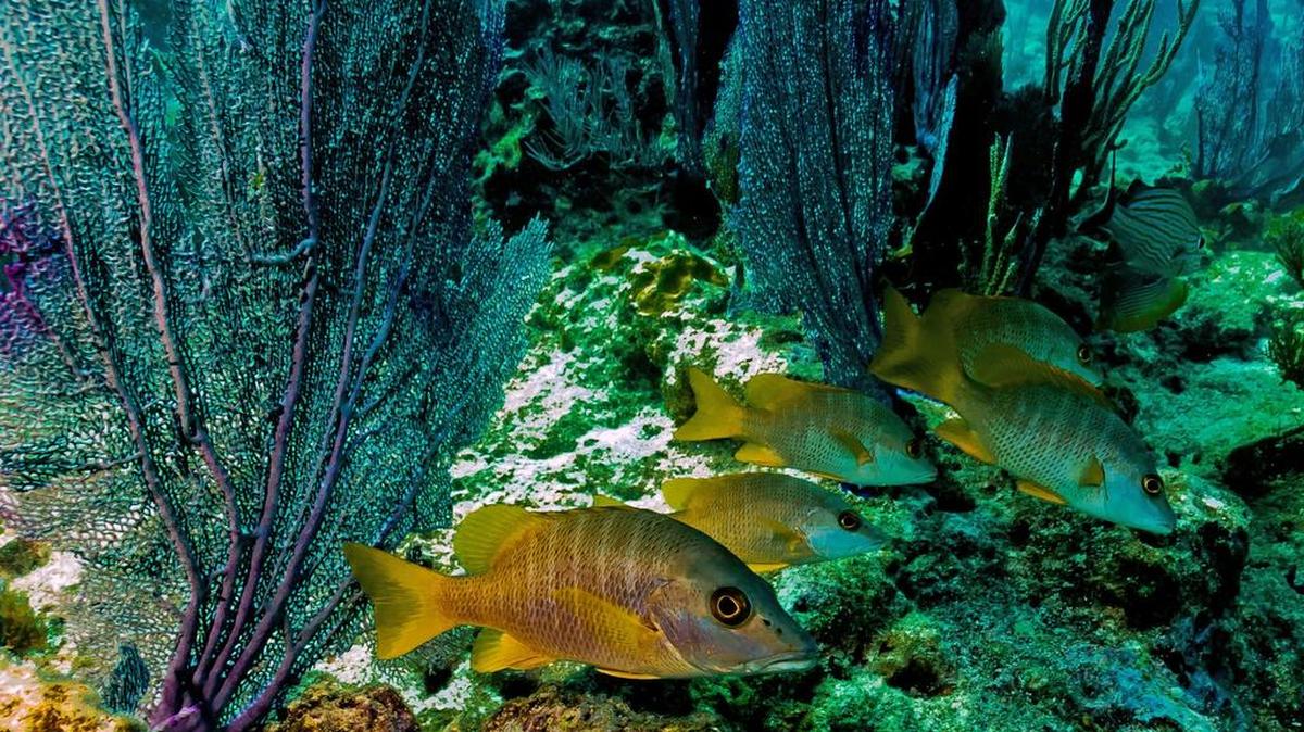 The coral and fish seem healthy at Molasses Reef, as seen in this Nov. 7 photo.