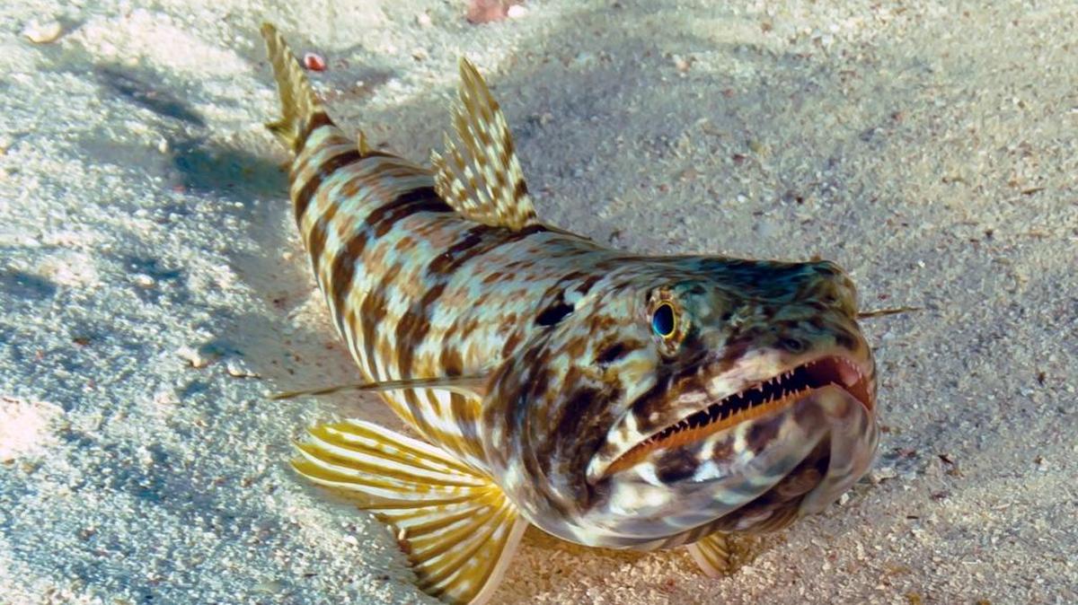 An inshore lizardfish tries to make Don blink first.