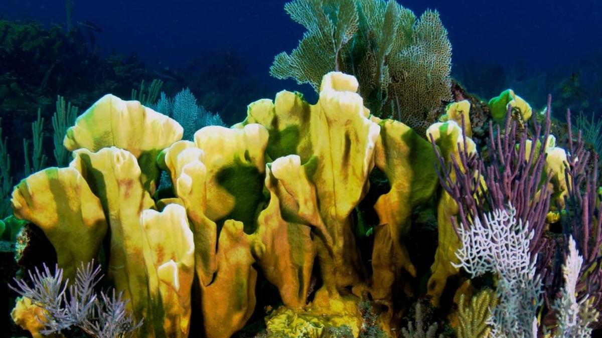 Blade fire coral lives on Molasses reef.