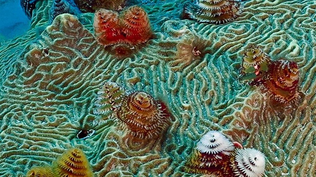 Christmas tree worms gather on a piece of brain coral.