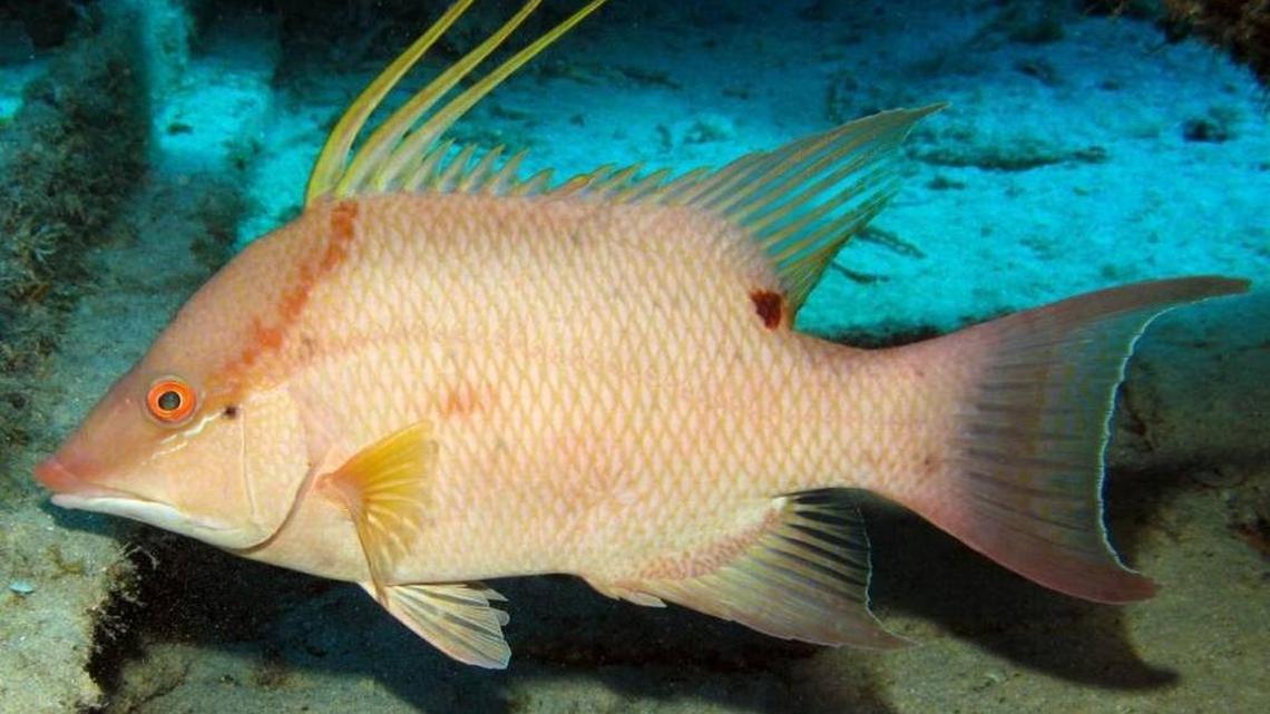 A hogfish swims off a Florida reef. Federal waters, including most Florida Keys reefs, now prohibit hogfish harvests until the new season.