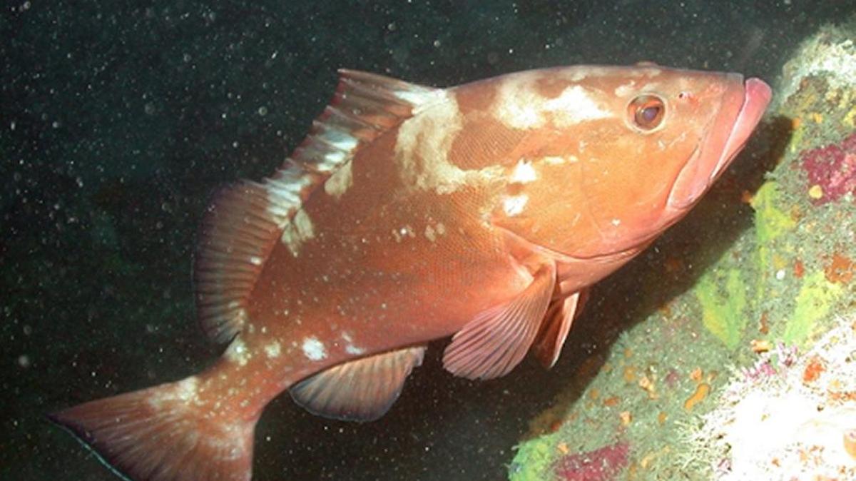 Fishing for most grouper species, like this red grouper, closes Jan. 1.